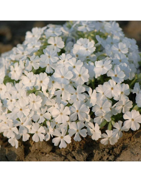 Floks White Delight Phlox subulata