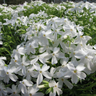 Floks White Delight Phlox subulata 2