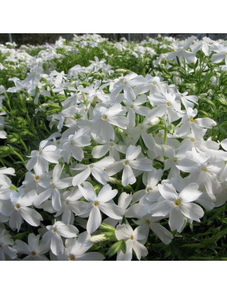 Phlox subulata Floks White Delight
