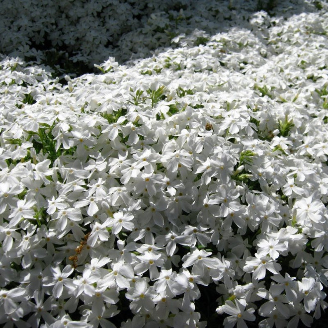 White Delight Floks Phlox subulata