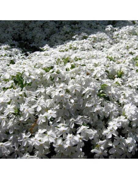 White Delight Floks Phlox subulata
