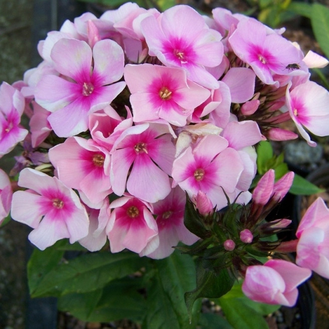 Floks wiechowaty Bright Eyes Phlox paniculata