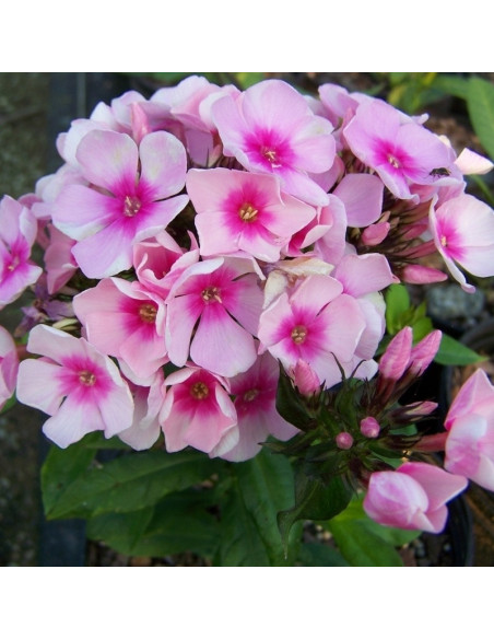 Floks wiechowaty Bright Eyes Phlox paniculata