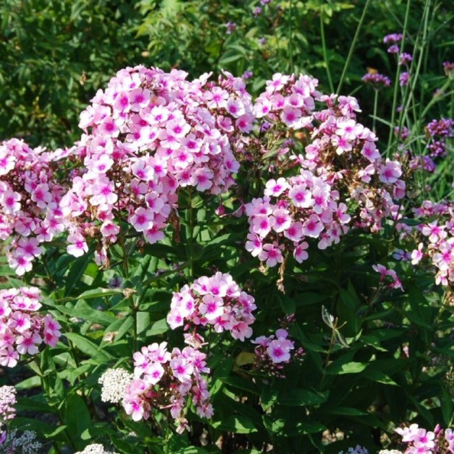 Phlox paniculata Floks wiechowaty Bright Eyes