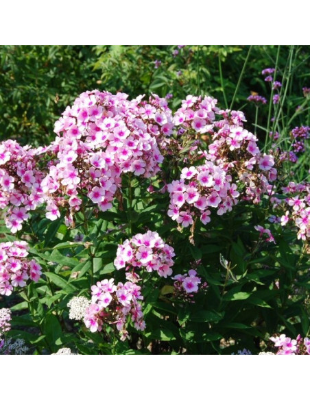 Phlox paniculata Floks wiechowaty Bright Eyes