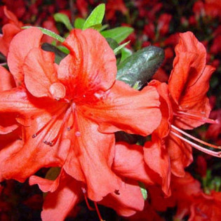 Azalia japońska Nordlicht Rhododendron obtusum