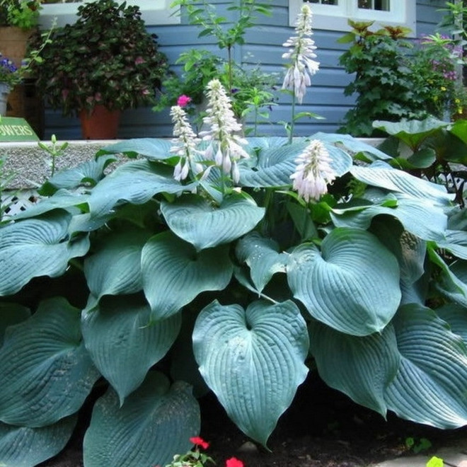 Hosta Funkia Big Daddy