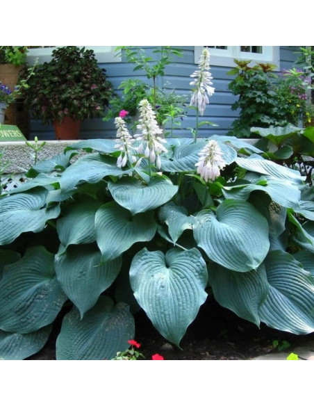 Hosta Funkia Big Daddy