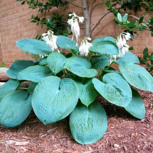 Hosta Funkia Big Daddy 2