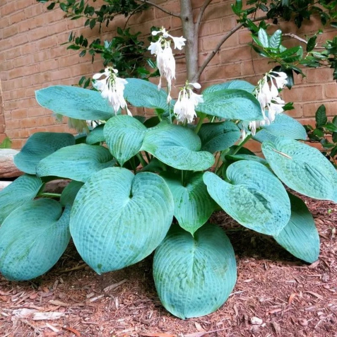 Funkia Big Daddy Hosta