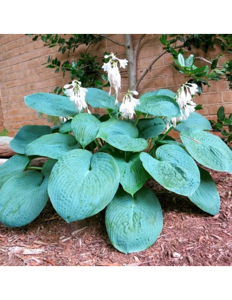 Funkia Big Daddy Hosta