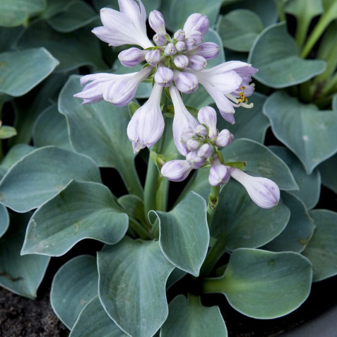 Funkia Blue Mouse Ears Hosta