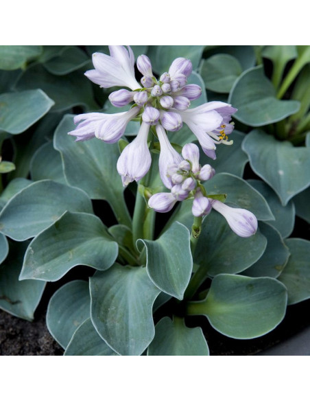 Funkia Blue Mouse Ears Hosta