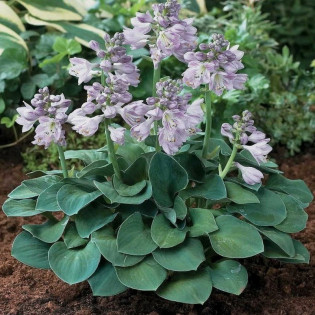 Funkia Blue Mouse Ears Hosta 2
