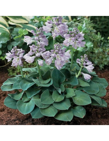 Hosta Funkia Blue Mouse Ears