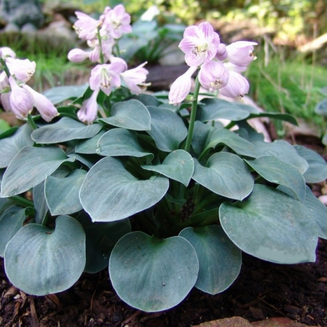 Blue Mouse Ears Funkia Hosta
