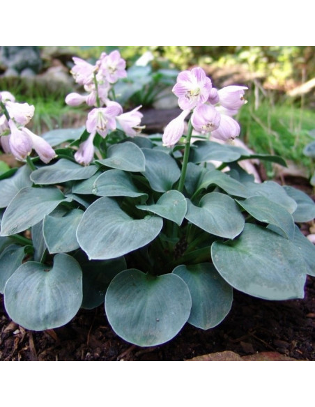 Blue Mouse Ears Funkia Hosta