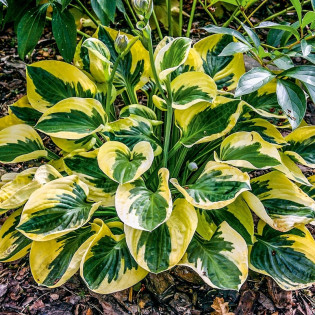 Hosta Funkia Brim Cup 2