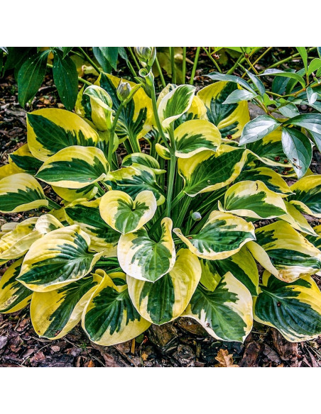 Funkia Brim Cup Hosta