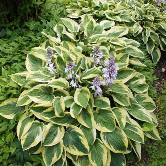 Brim Cup Funkia Hosta