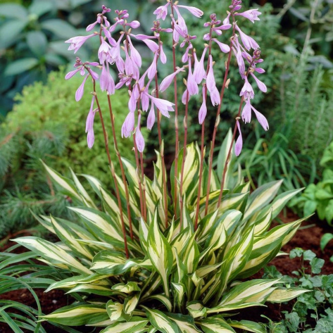 Funkia Cherry Berry Hosta