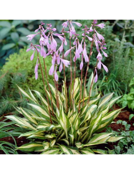 Funkia Cherry Berry Hosta