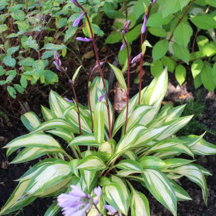 Funkia Cherry Berry Hosta 2