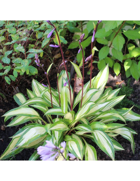 Cherry Berry Funkia Hosta