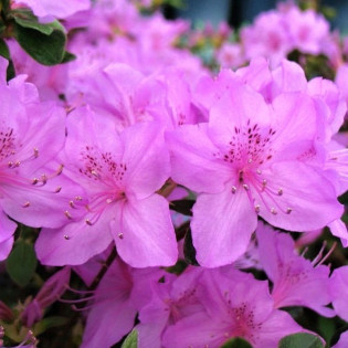 Azalia japońska Orlice Rhododendron obtusum