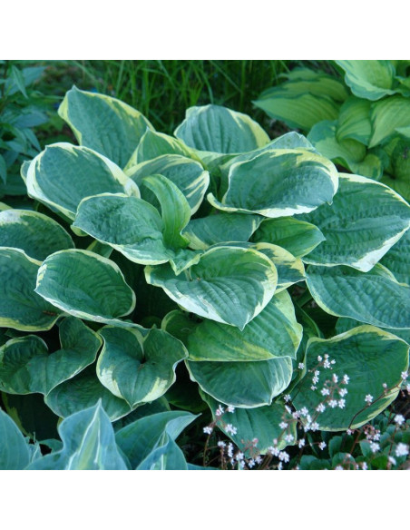 Funkia Christmas Tree Hosta