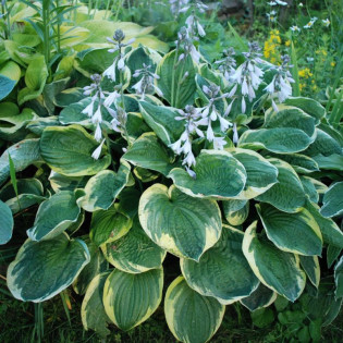 Funkia Christmas Tree Hosta 2