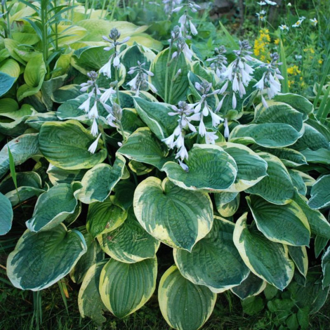 Hosta Funkia Christmas Tree