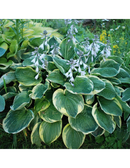 Hosta Funkia Christmas Tree