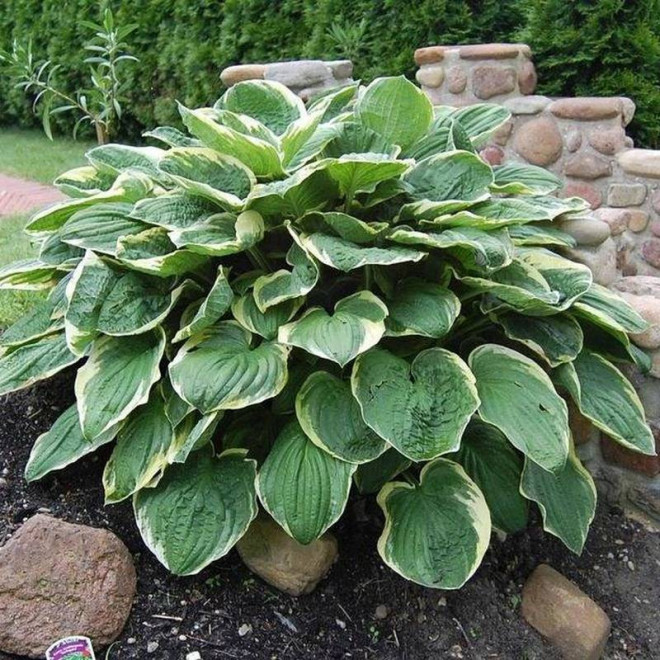 Christmas Tree Funkia Hosta