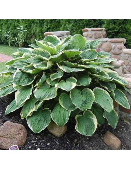 Christmas Tree Funkia Hosta