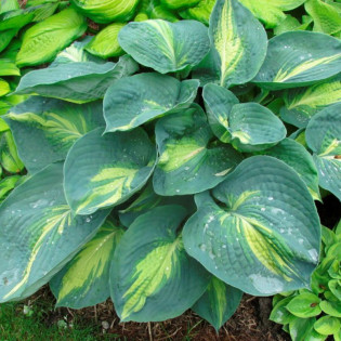 Funkia Dream Queen Hosta