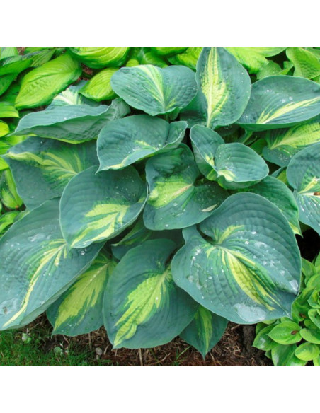Funkia Dream Queen Hosta