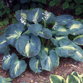 Funkia Dream Queen Hosta 2