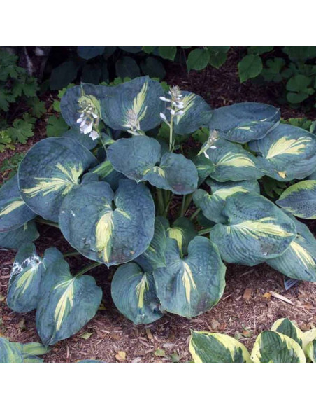 Hosta Funkia Dream Queen