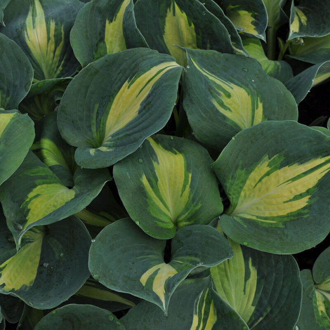 Dream Queen Funkia Hosta