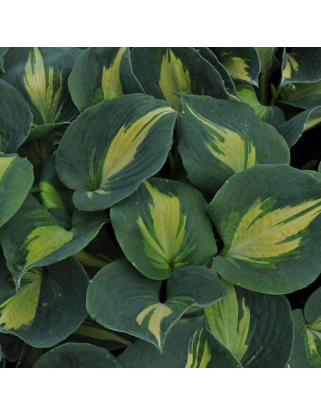 Dream Queen Funkia Hosta