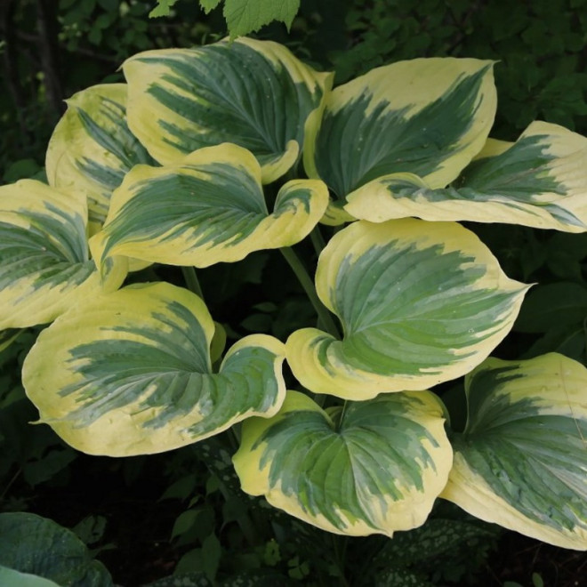 Funkia Earth Angel Hosta