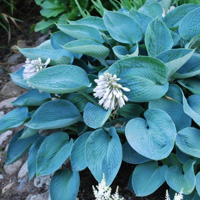 Funkia Elegans Hosta