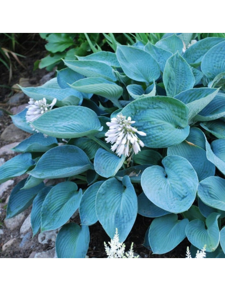 Funkia Elegans Hosta