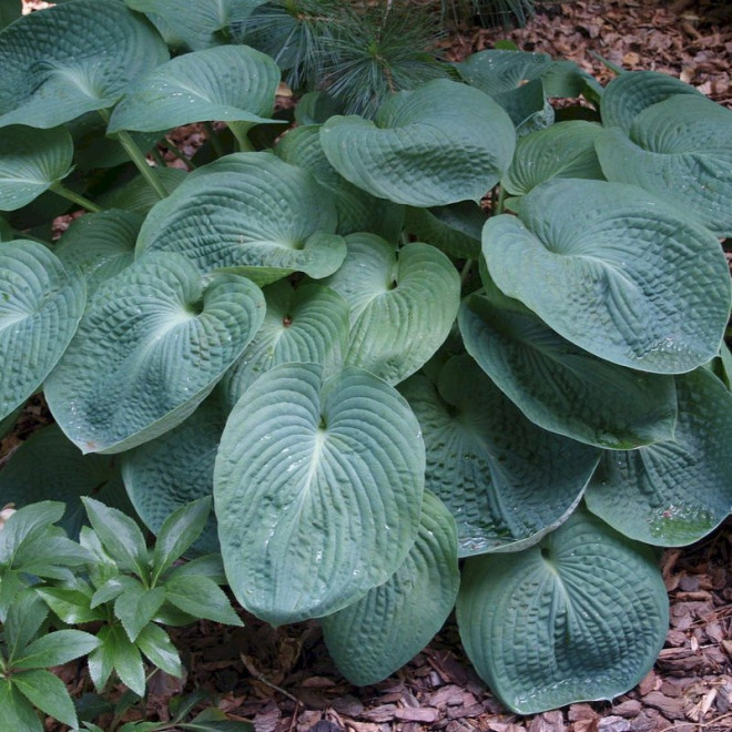 Hosta Funkia Elegans