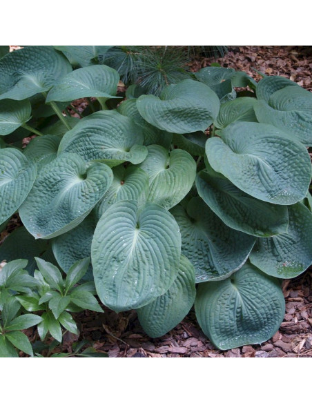 Hosta Funkia Elegans