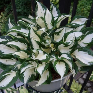Funkia Fire and Ice Hosta