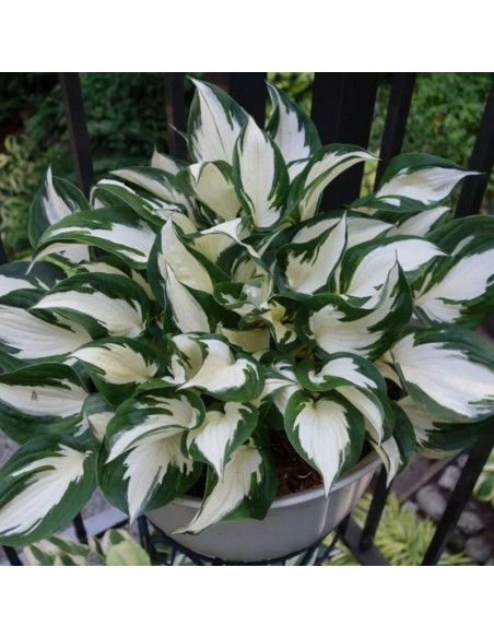 Funkia Fire and Ice Hosta