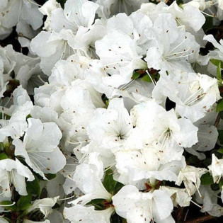 Azalia japońska Panda Rhododendron obtusum