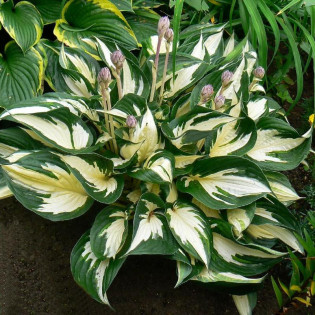 Funkia Fire and Ice Hosta 2